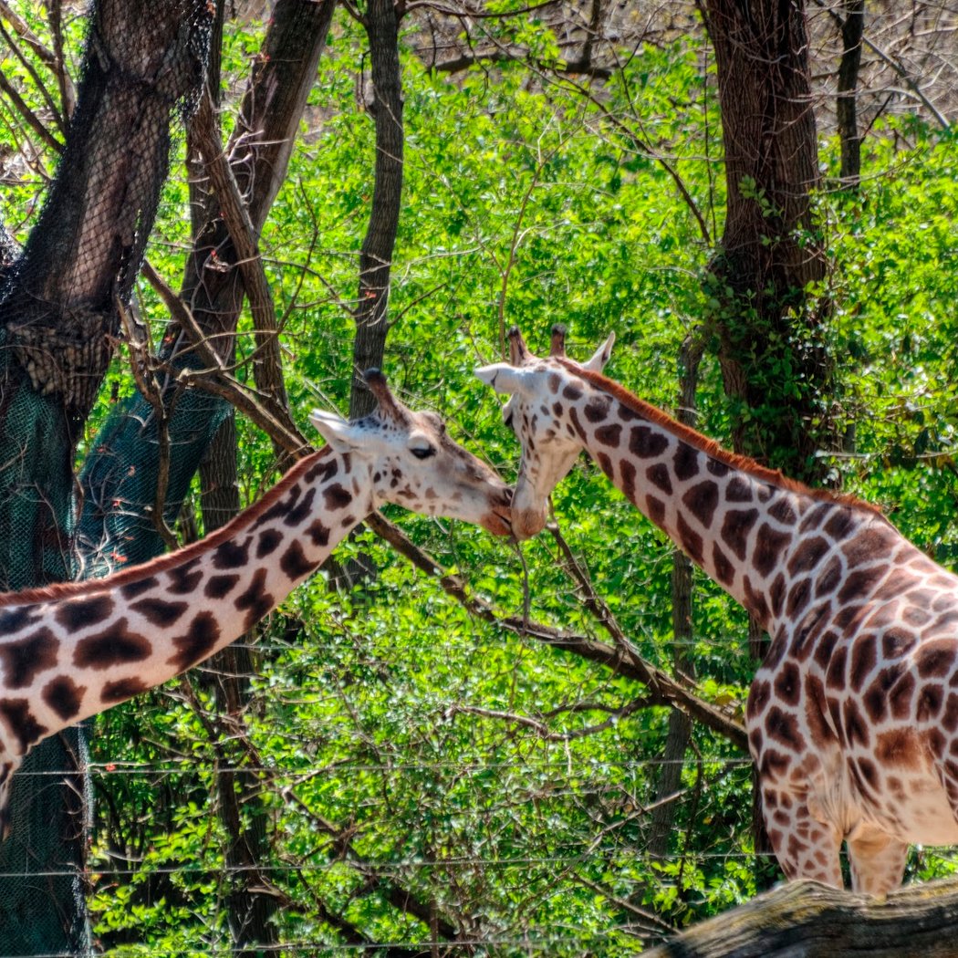 Daniel Tiger's Neighborhood at the Bronx Zoo 2